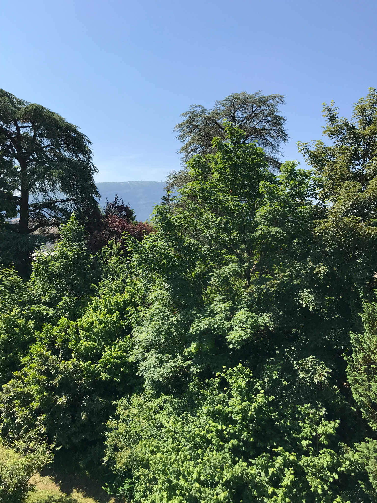 Arbres et ciel bleu